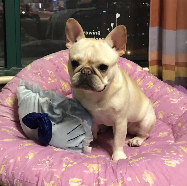寻找奶油色法国斗牛犬|上海黄浦区