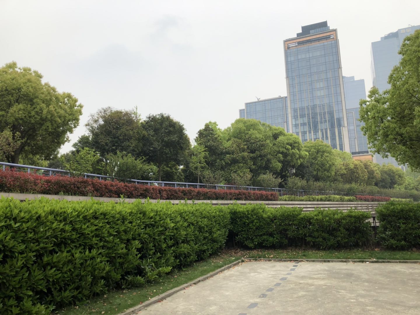 上海黄浦外滩灰白色贵宾“小白”走失通知