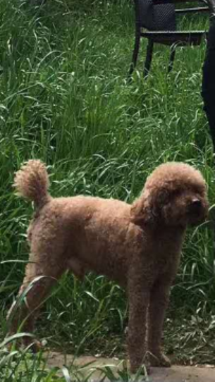 寻找丢失的泰迪犬：欢欢