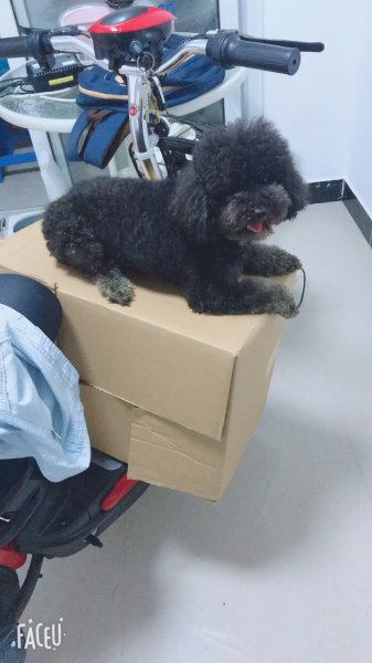 上海嘉定区泰迪小黑走失寻狗启事
