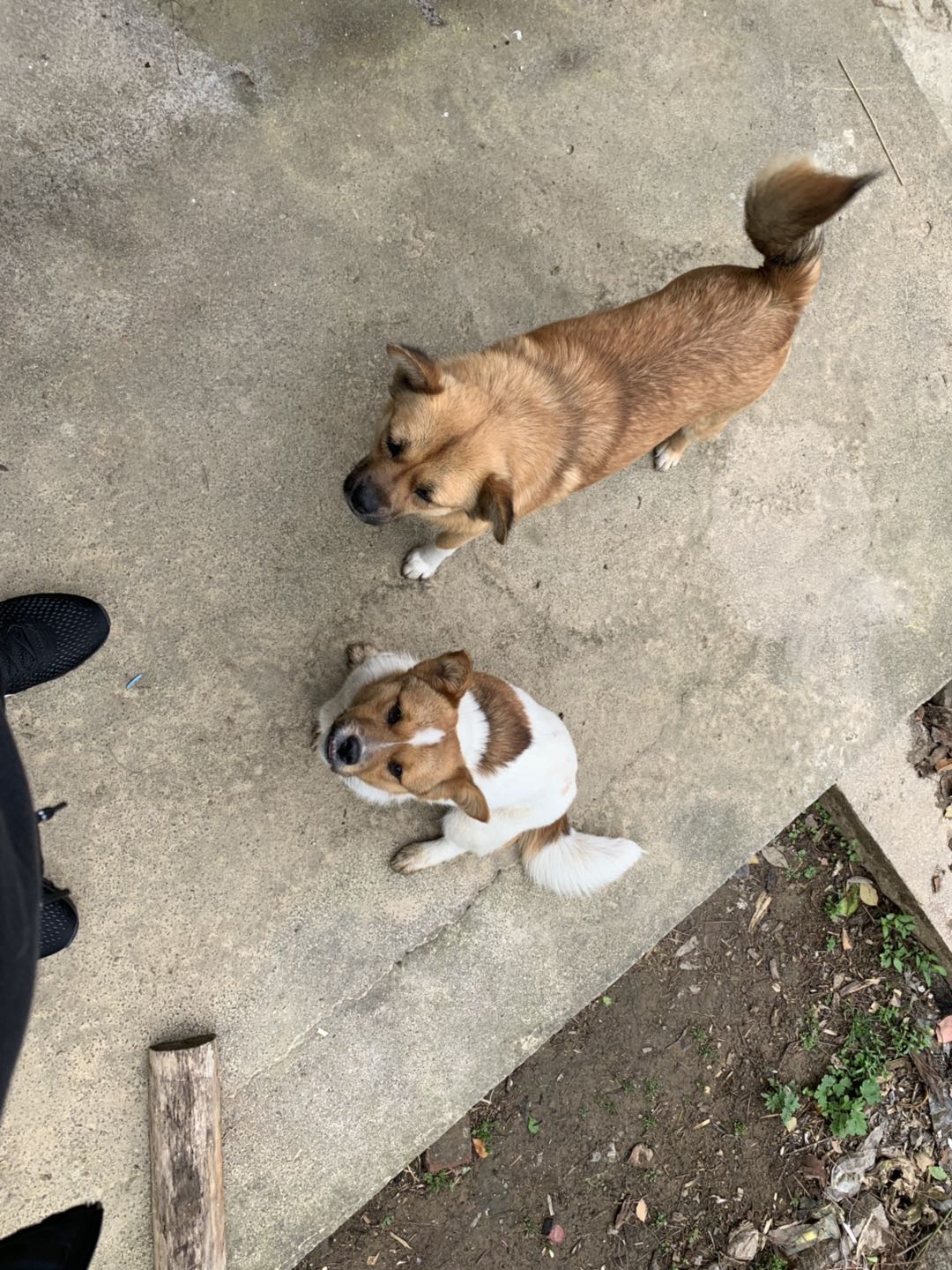 苏州田园犬寻主启事，藏书天池山附近走失，家庭爱犬小白赏金1000