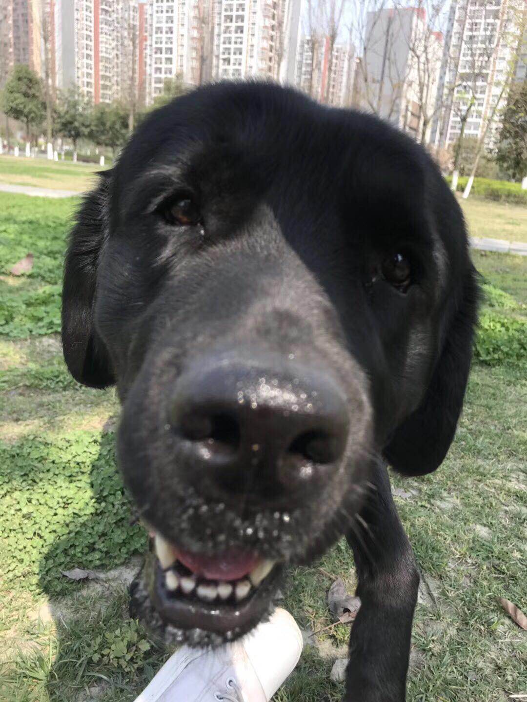 成都大丰区寻犬启事：寻找黑色拉布拉多波比