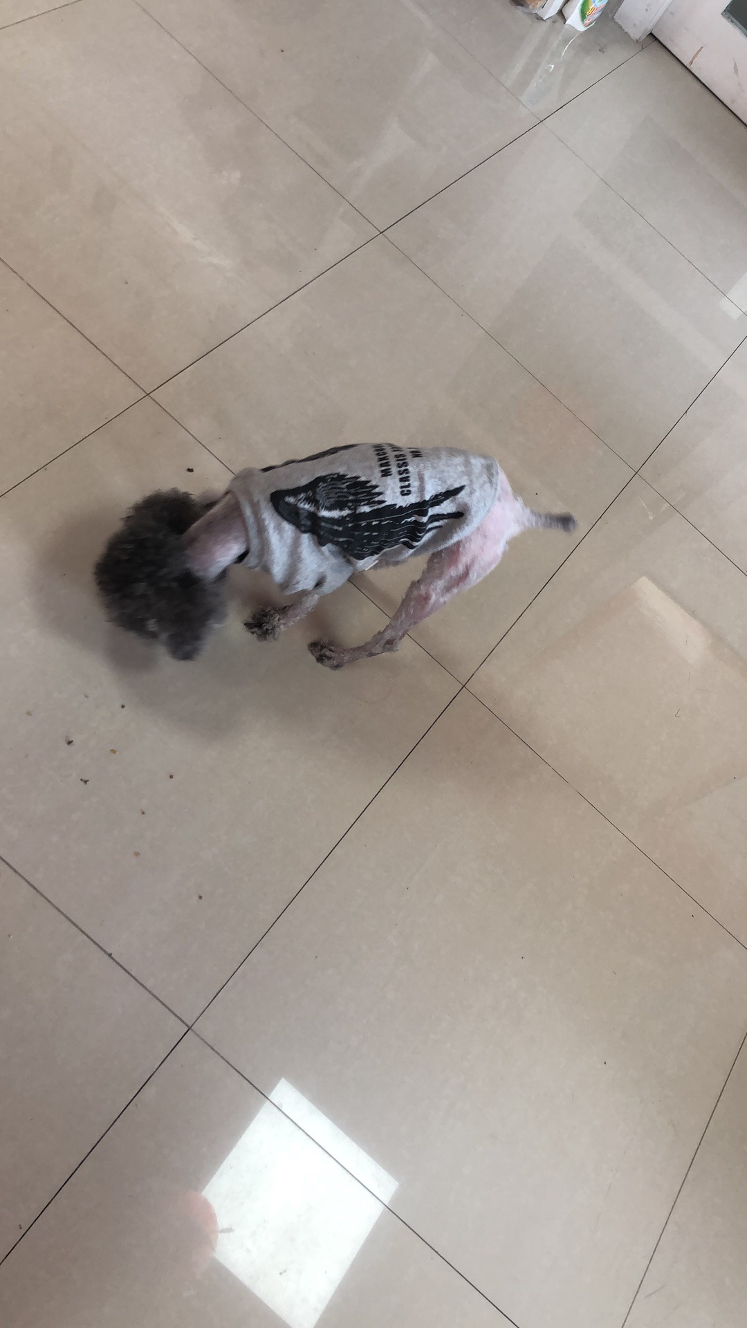 泰迪犬小灰走失|温州泰家园