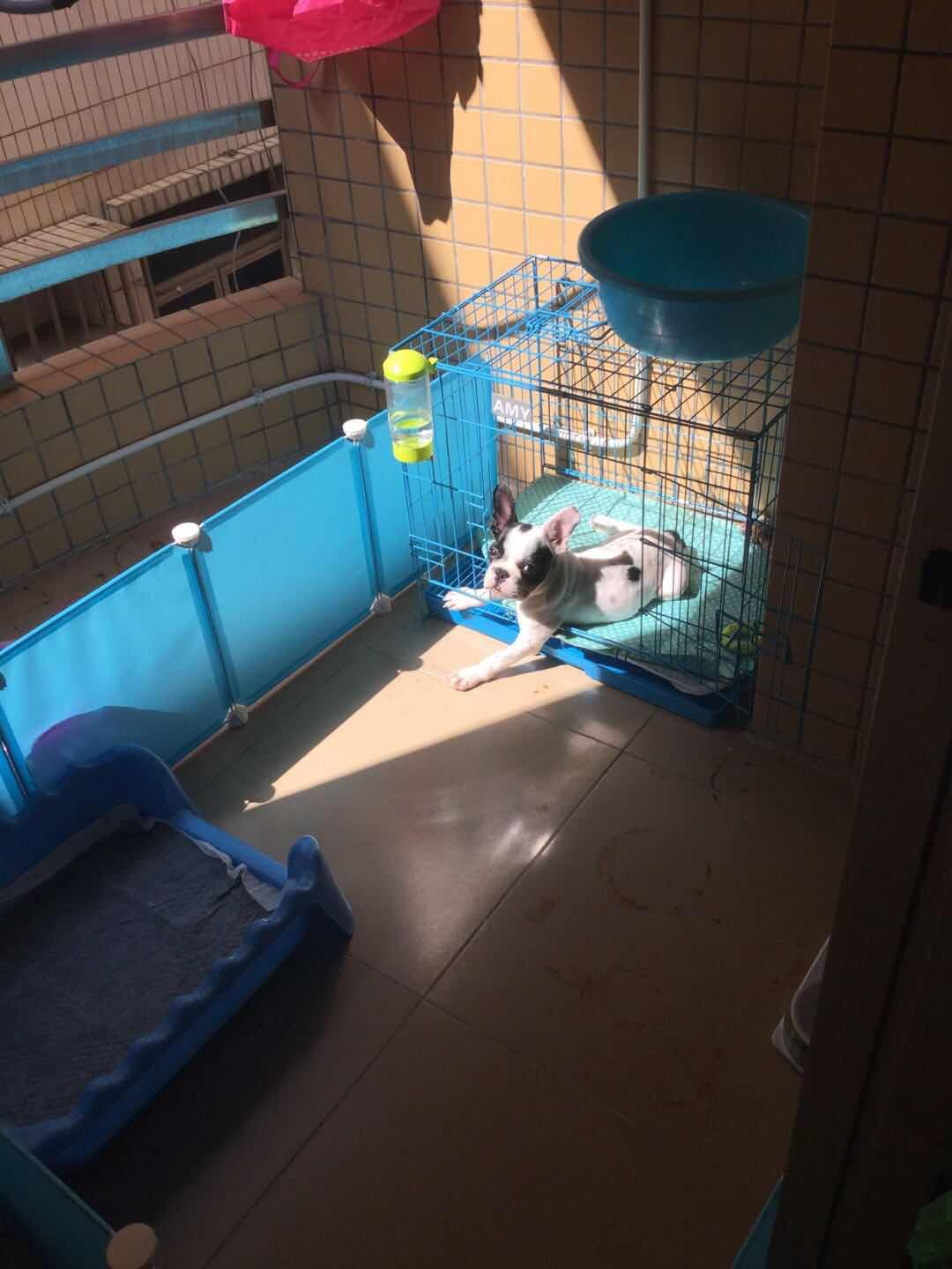 深圳市福田区水围村寻找爱犬肉丸