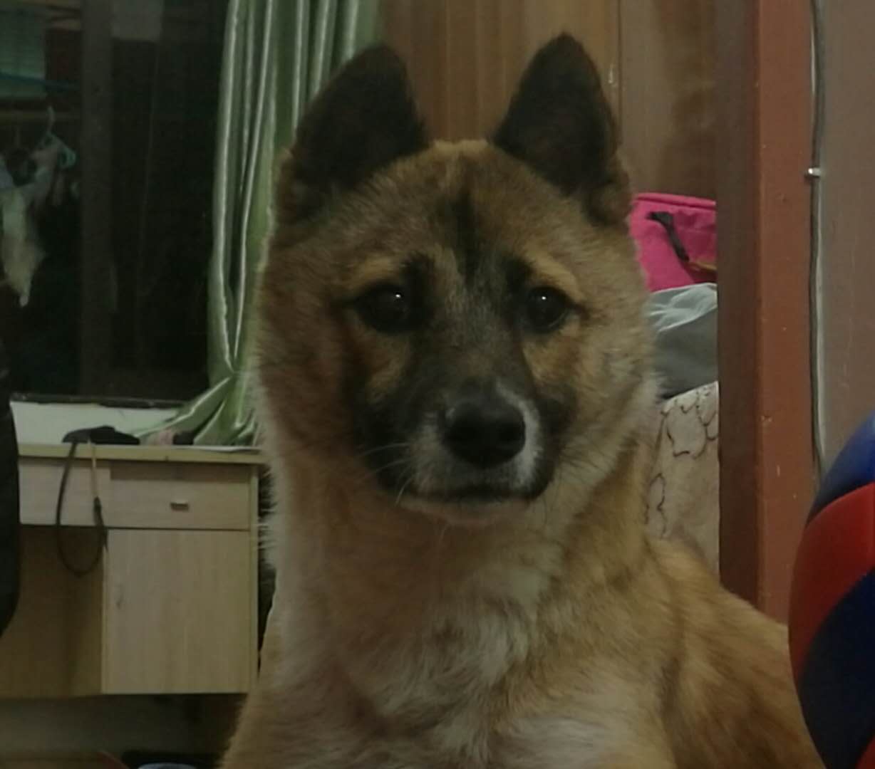 福州闽侯县田园犬花花走失寻找启事