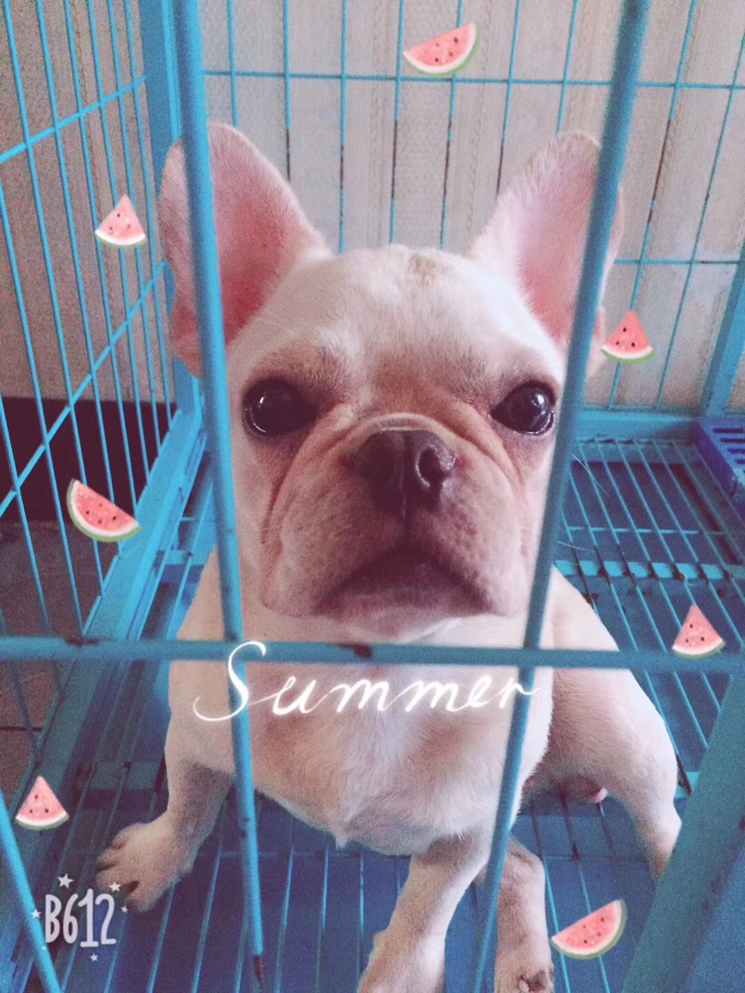 寻找爱犬：三丫
