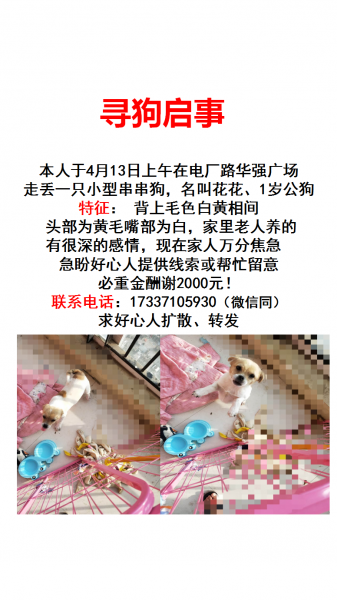寻狗启事：郑州五龙口附近走失的田园狗小白，望快速带回家