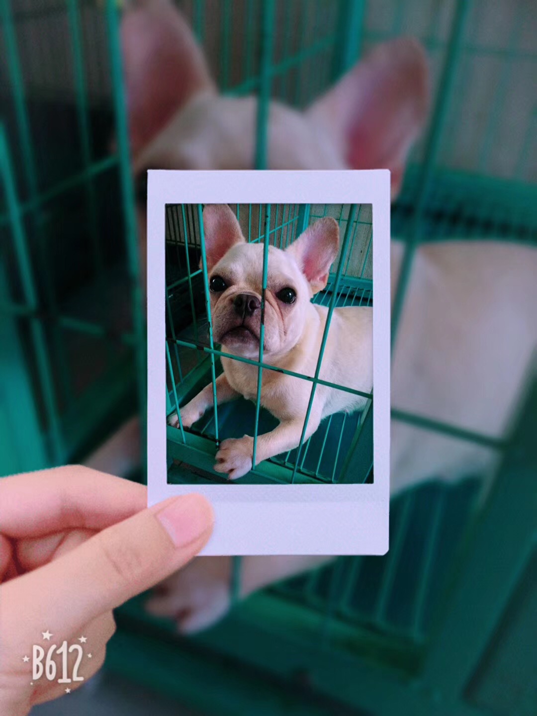 淮南寻爱犬启事：3岁奶油色母法斗小白走失，求帮助