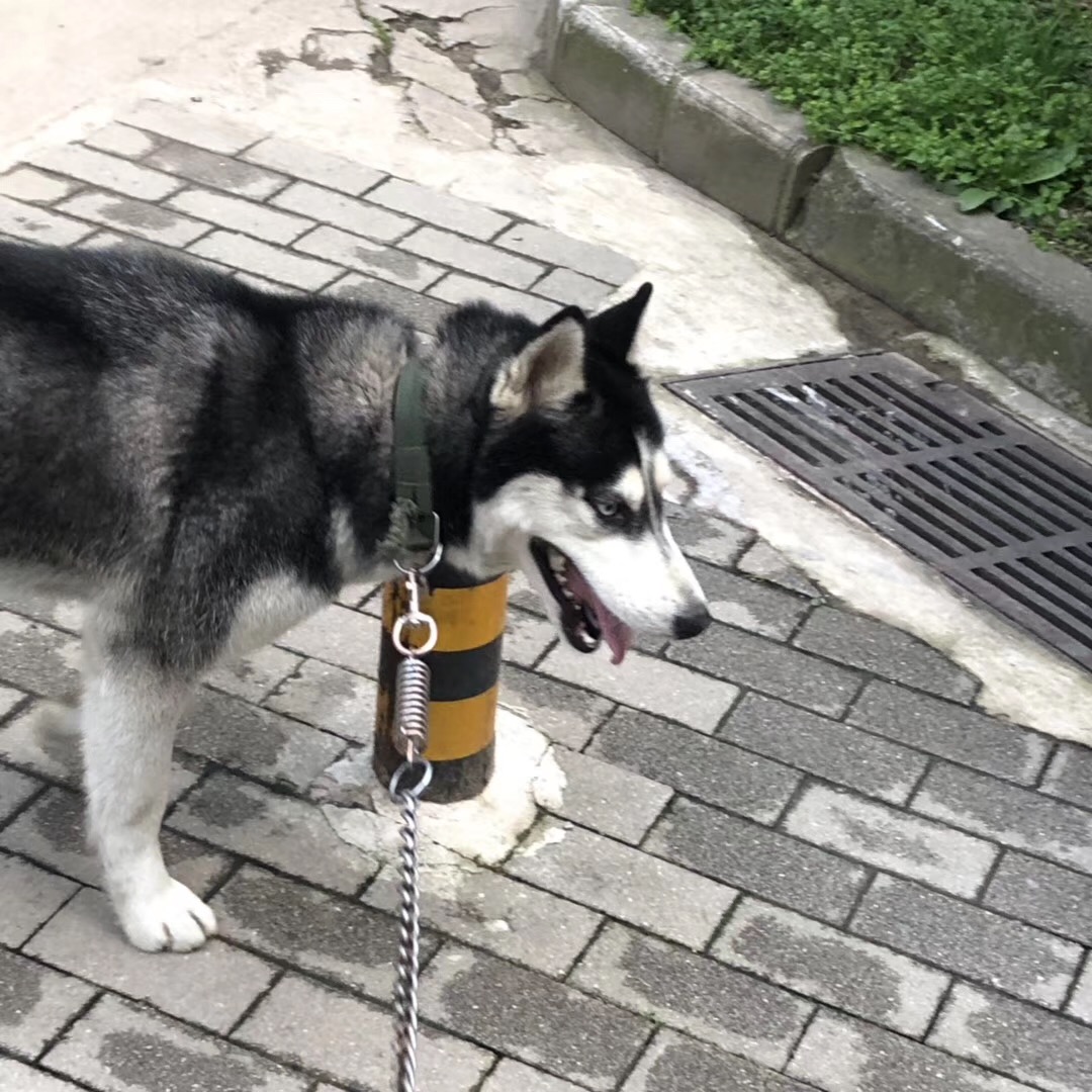 歪歪失踪寻狗启事