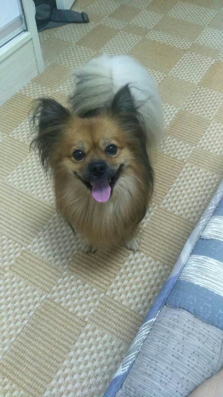 寻找失踪的博美犬淘淘