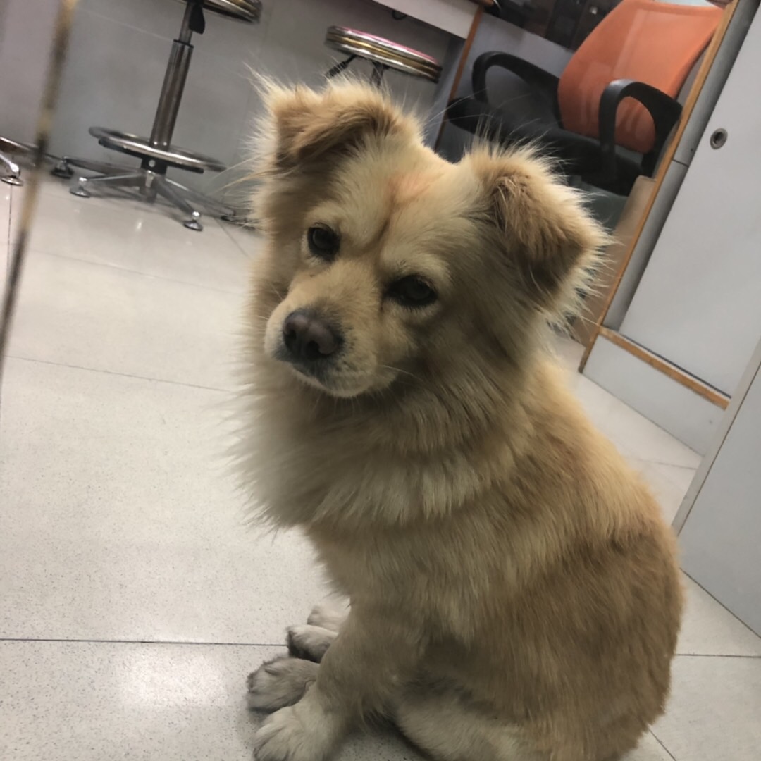 深圳罗湖莲塘鹏基工业区寻找爱犬 小黄 寻狗启事