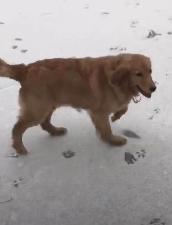 寻找失踪的金毛犬：旺财