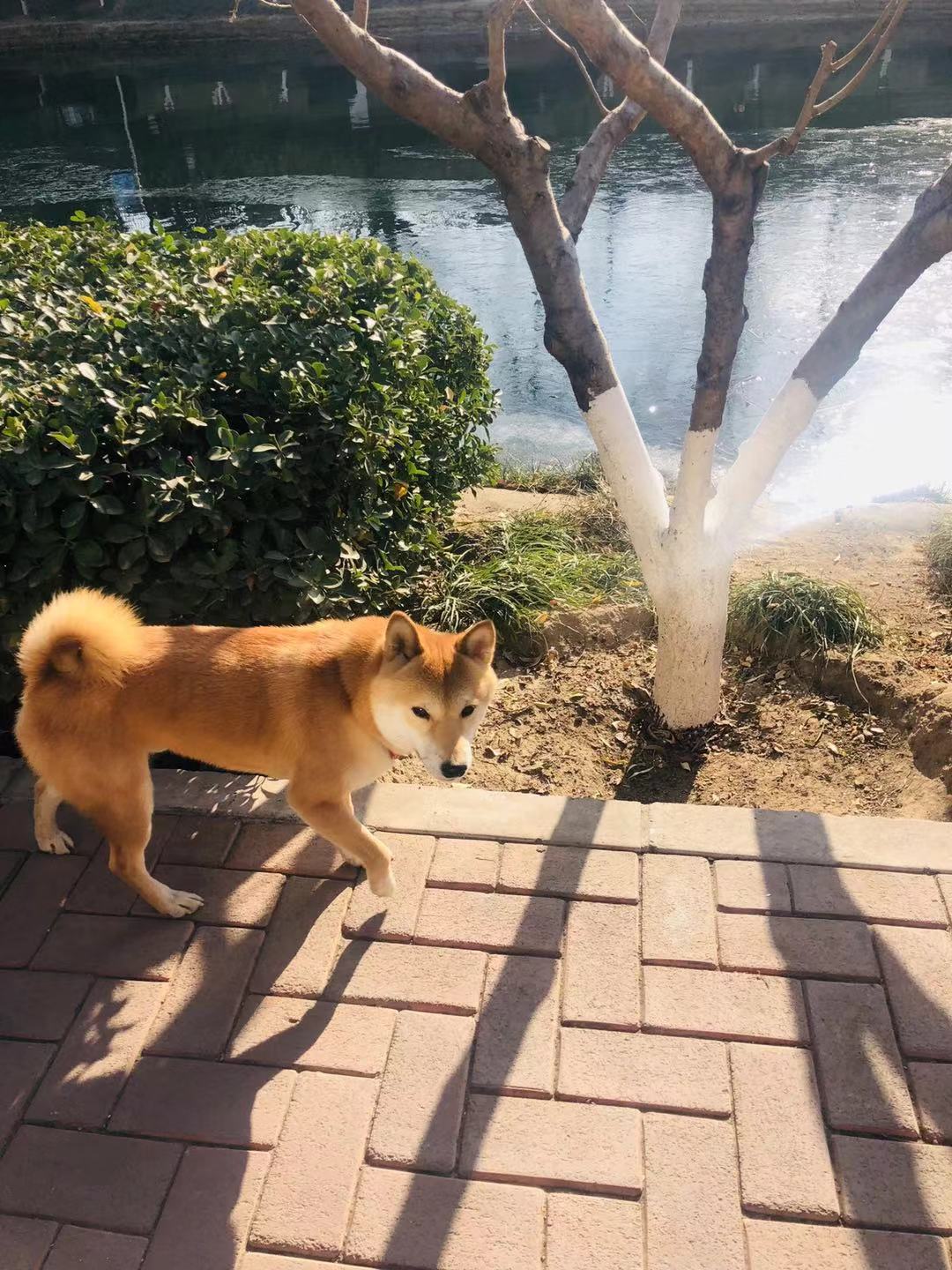 北京丰台寻柴犬
