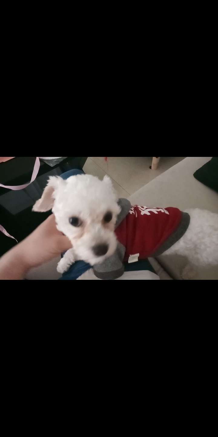 南阳失狗寻回，寻找泰迪闹闹