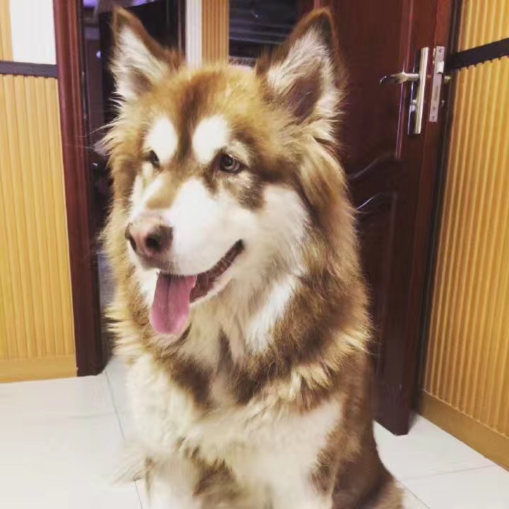 急寻！佳木斯金港湾一期附近丢失阿拉斯加母犬佳丽