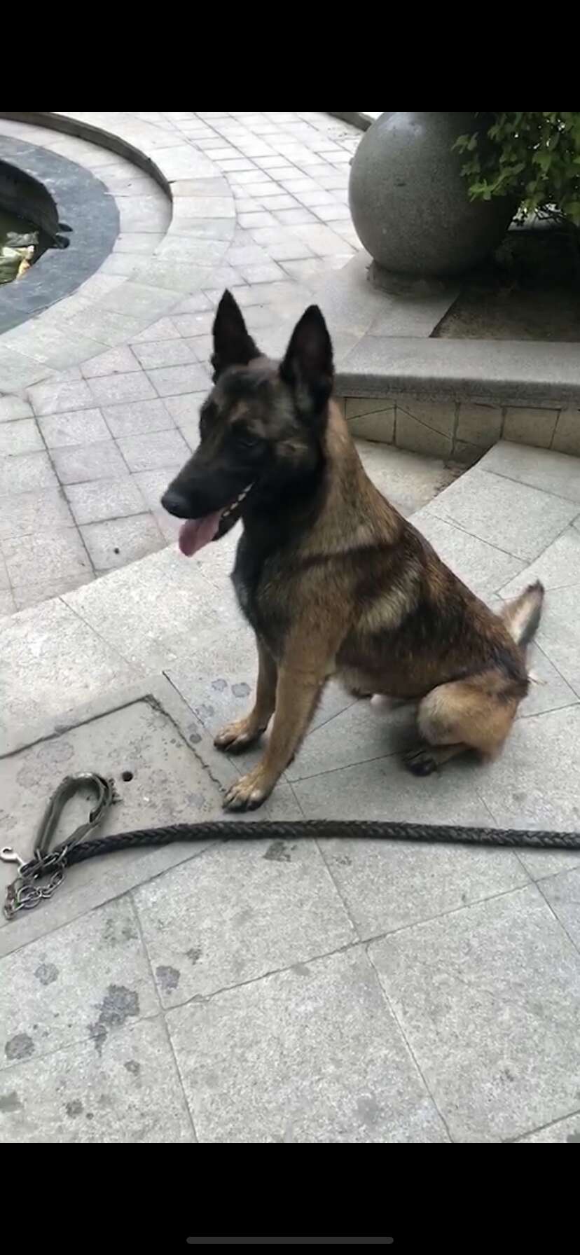 寻找爱犬皮皮
