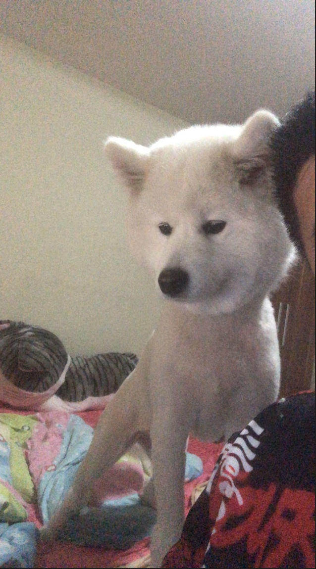 寻找萨摩耶小公主|北京石景山区
