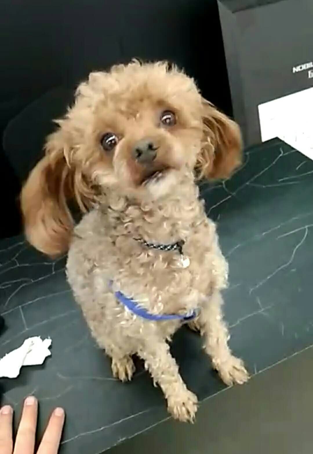 郑州丢失浅棕色泰迪狗小泰 寻狗启事