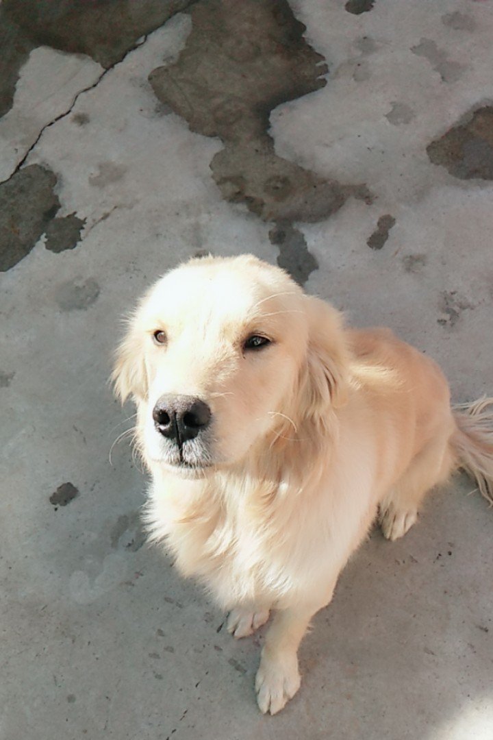 寻找失踪的金毛犬旺财