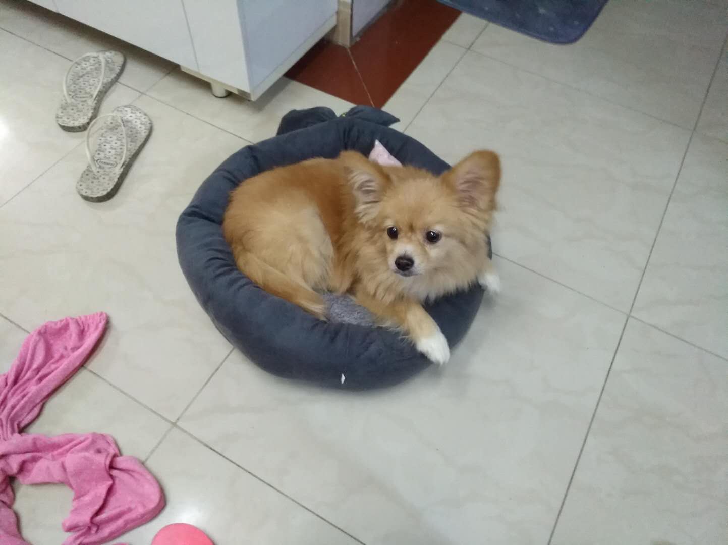 寻找金色博美串：深圳龙岗区长龙布吉附近