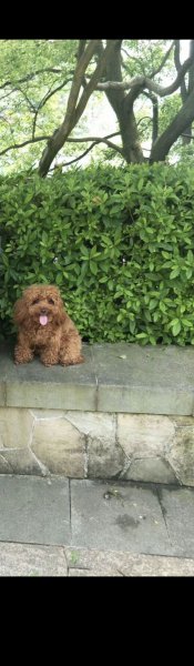 长沙寻找泰迪犬妞妞，悬赏酬谢