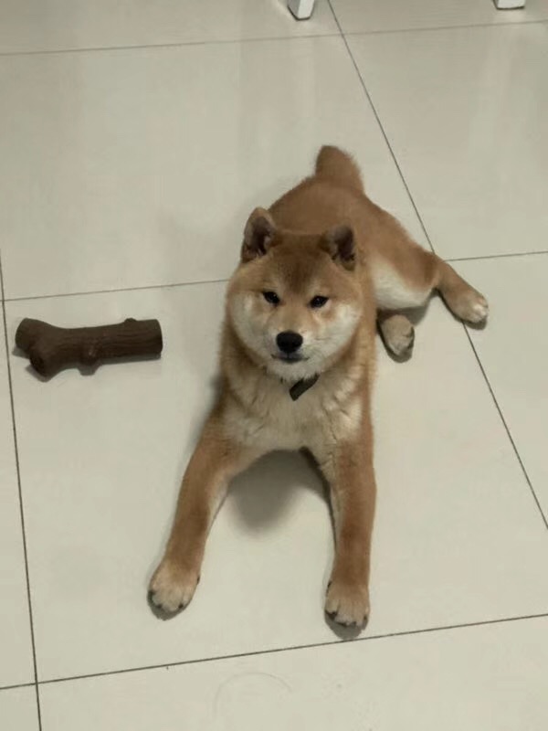 合肥寻找黄色柴犬阿柴