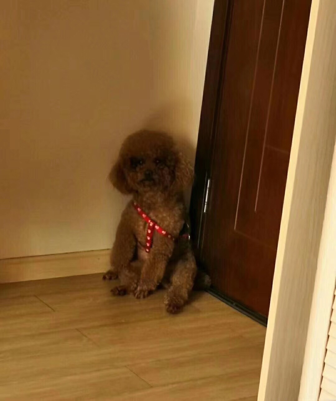 四川成都简阳区西门车站寻找泰迪犬小王的启事