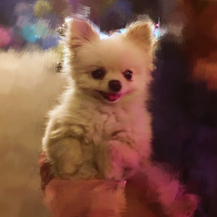 银川重金寻小博美犬：小白等你回家