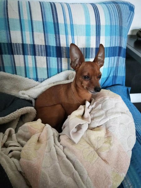 太原寻狗启事：小鹿犬走失在开化寺邮政门口，紧急寻找！