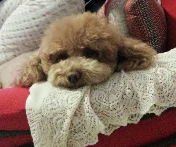 济南寻找失踪的泰迪豆豆