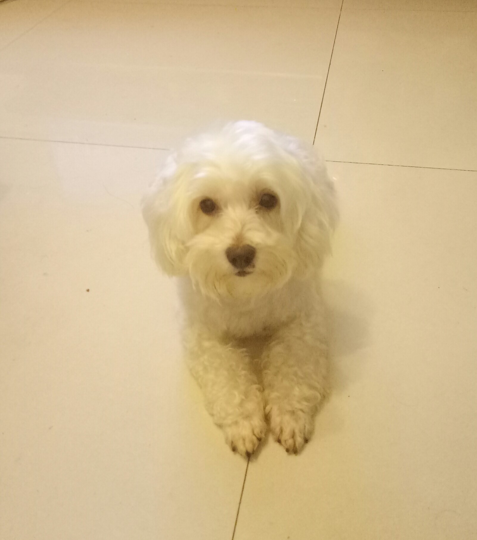 寻找杂交白贵宾满满