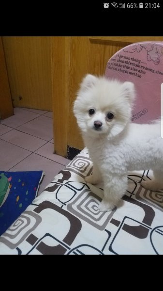 金凤区贸易巷附近白色博美寻狗启事