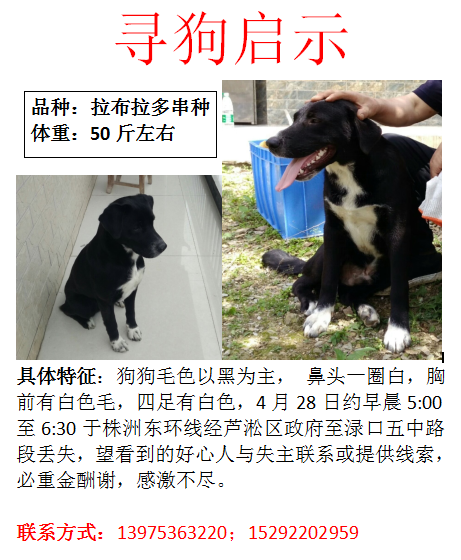 株洲寻狗：失踪的凯撒，50斤左右