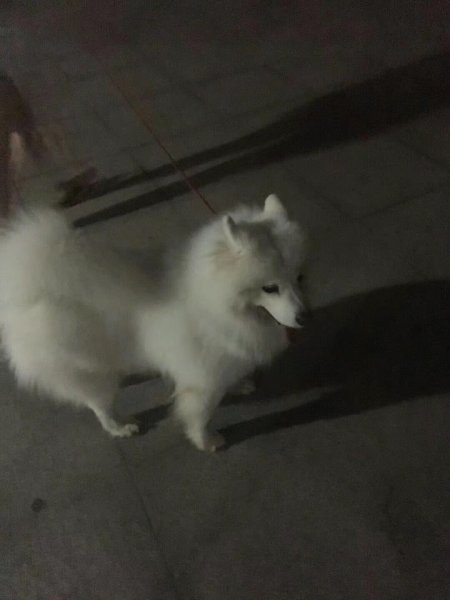 南宁寻狗启事：寻找萨摩耶包子