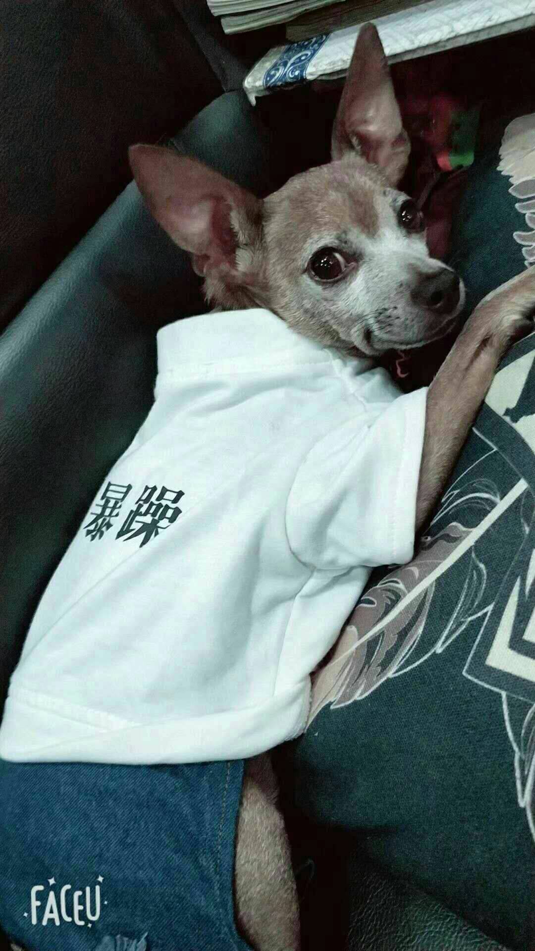 太原万柏林区小鹿犬走失寻找启事