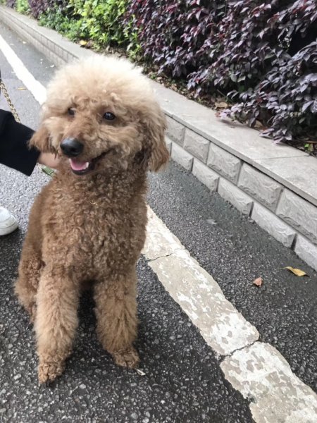 长沙寻狗启示：棕色贵宾犬丢失，急需寻找主人