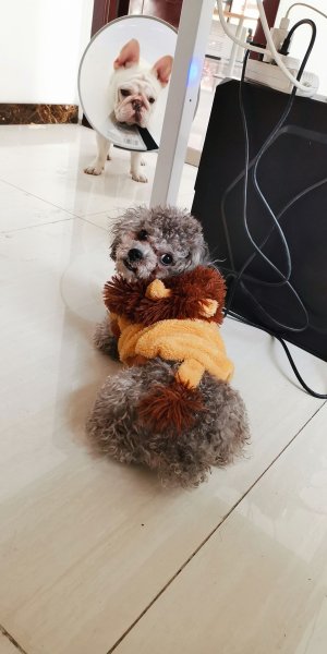 石家庄寻找爱犬抱抱