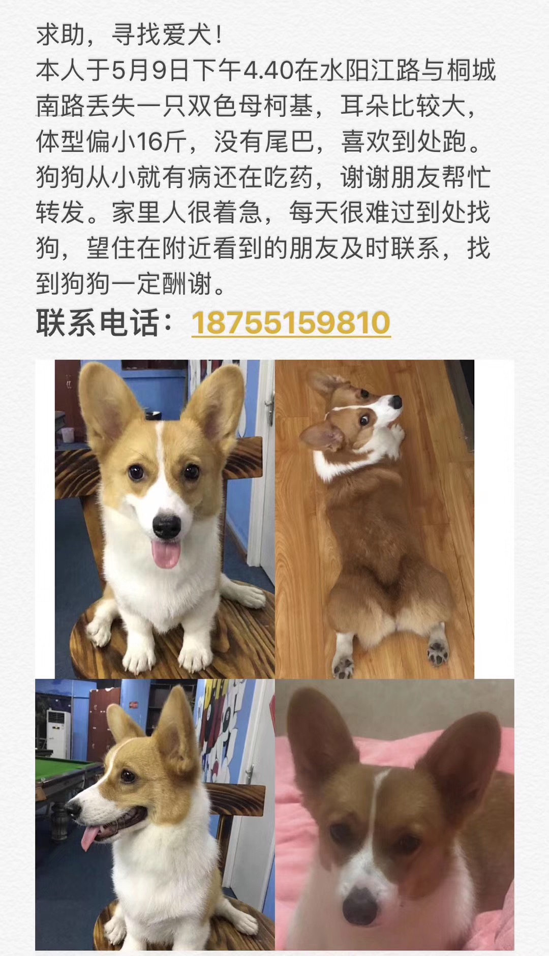 合肥科大花园走失双色柯基，女主人悬赏找回寻狗启事