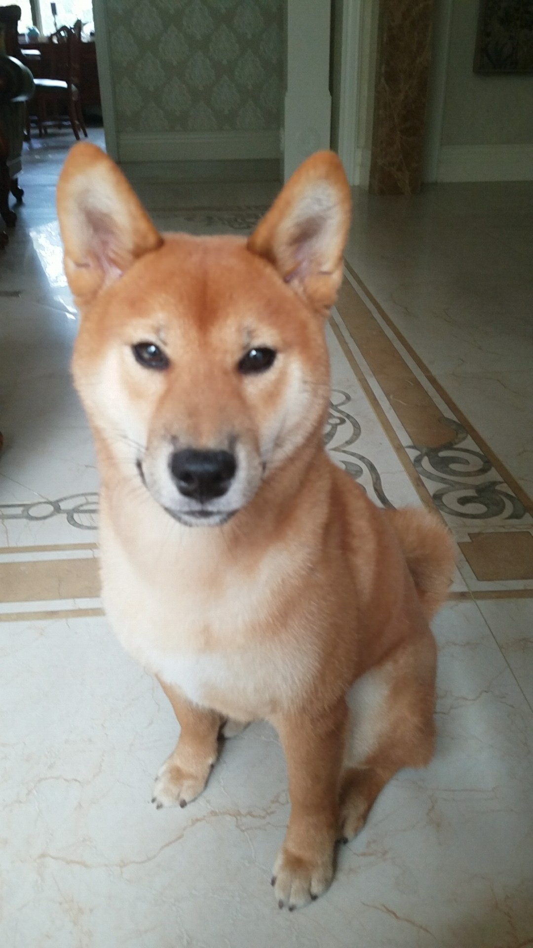 济南环山路小柴犬走失启事
