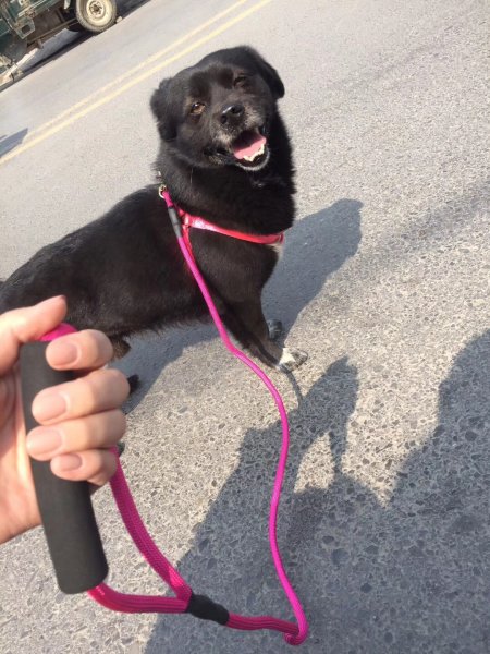 寻爱犬黑虎，郑州二七区失踪，求帮寻回