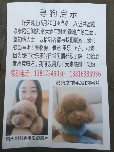 寻找上海宝山共富区走失的6岁棕色泰迪乐乐