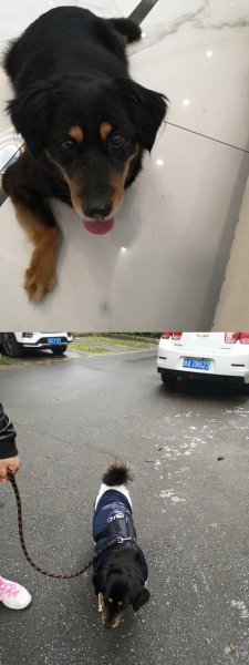 上海高行镇东源名都小区失踪宠物：田园犬小黑