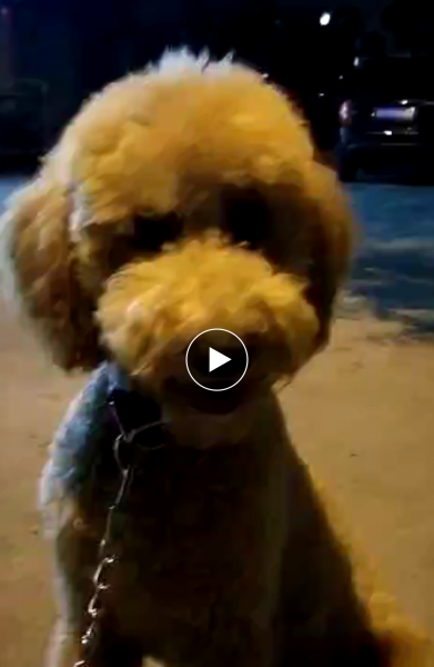 寻找香槟色母巨型贵宾犬
