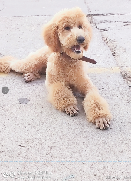 寻找小贵：香槟色母贵宾犬