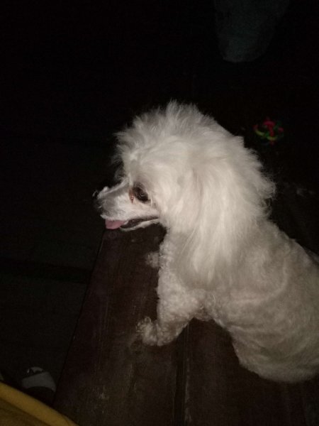 贵宾犬米粒走失消息