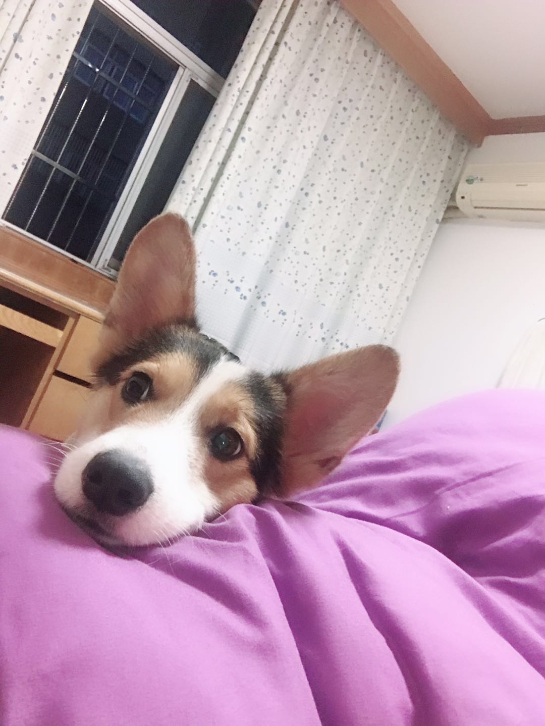 寻狗 | 皮皮 | 黑白黄三色柯基