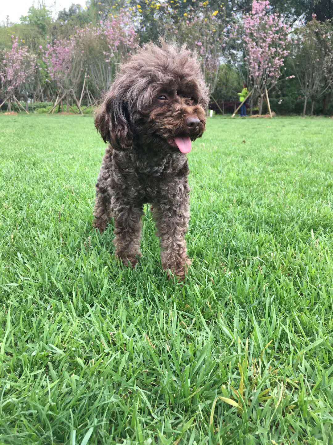 柳州寻狗启事：泰迪贵宾犬点点走失，求助拾到者