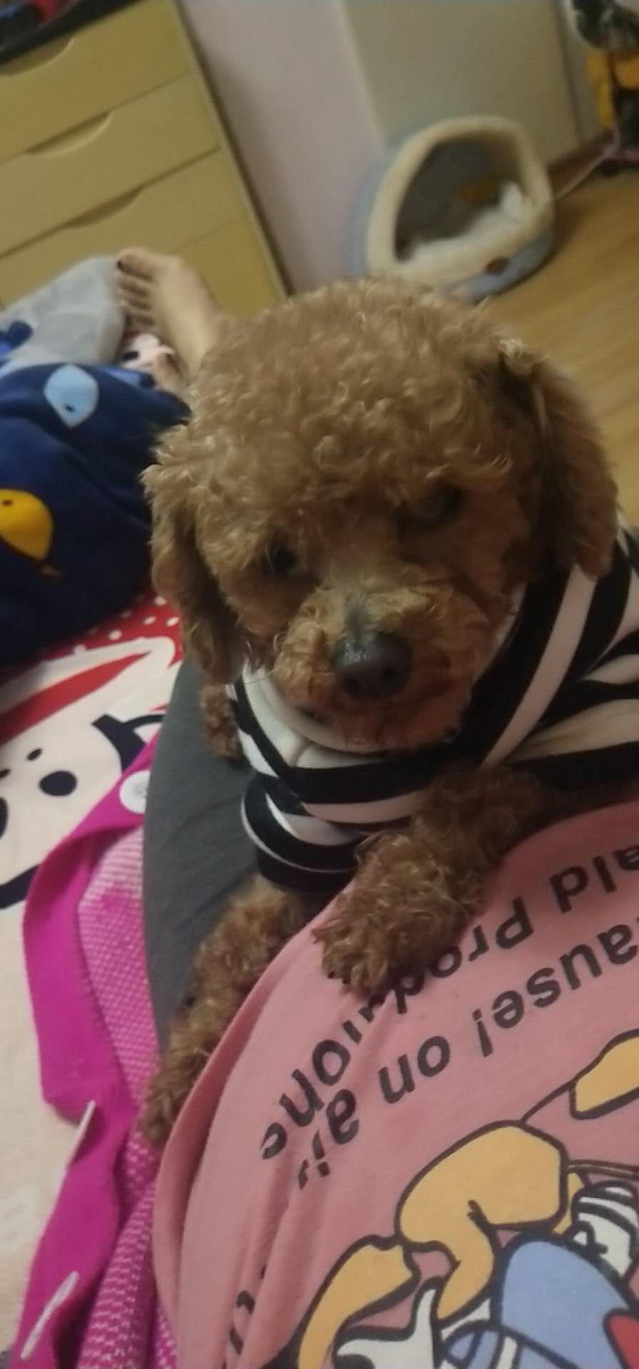 上海浦东区寻找泰迪爱犬小黑！