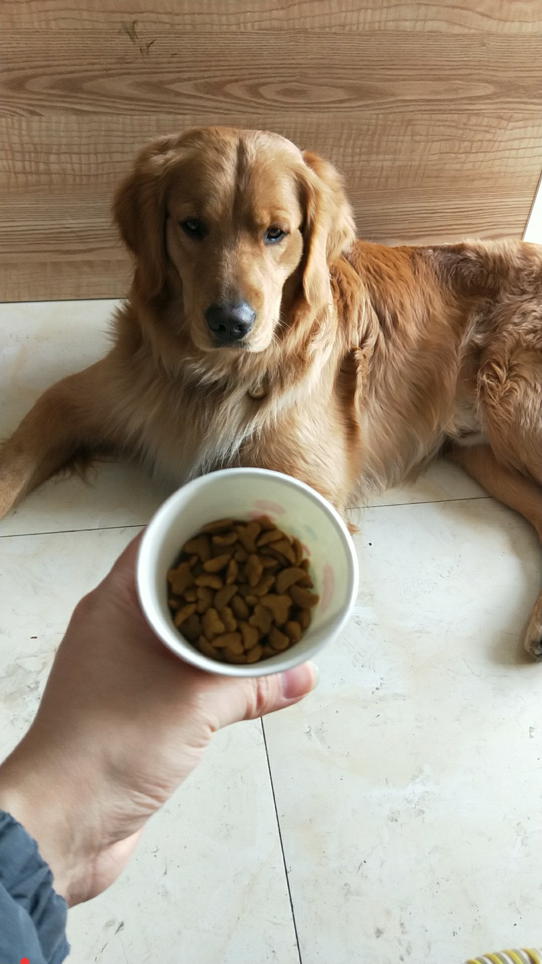 乌鲁木齐金毛寻狗启事