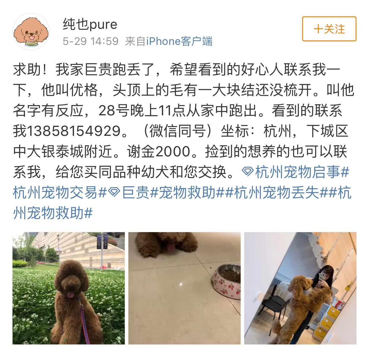 杭州下城区巨型贵宾优格走失寻狗启事